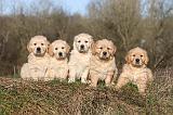 GOLDEN RETRIEVER 003
